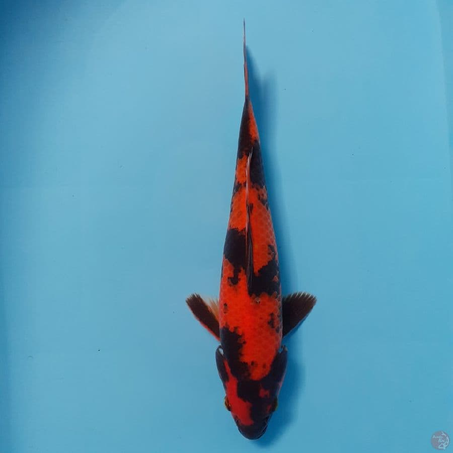 *UTSURI//ML/27 CM*