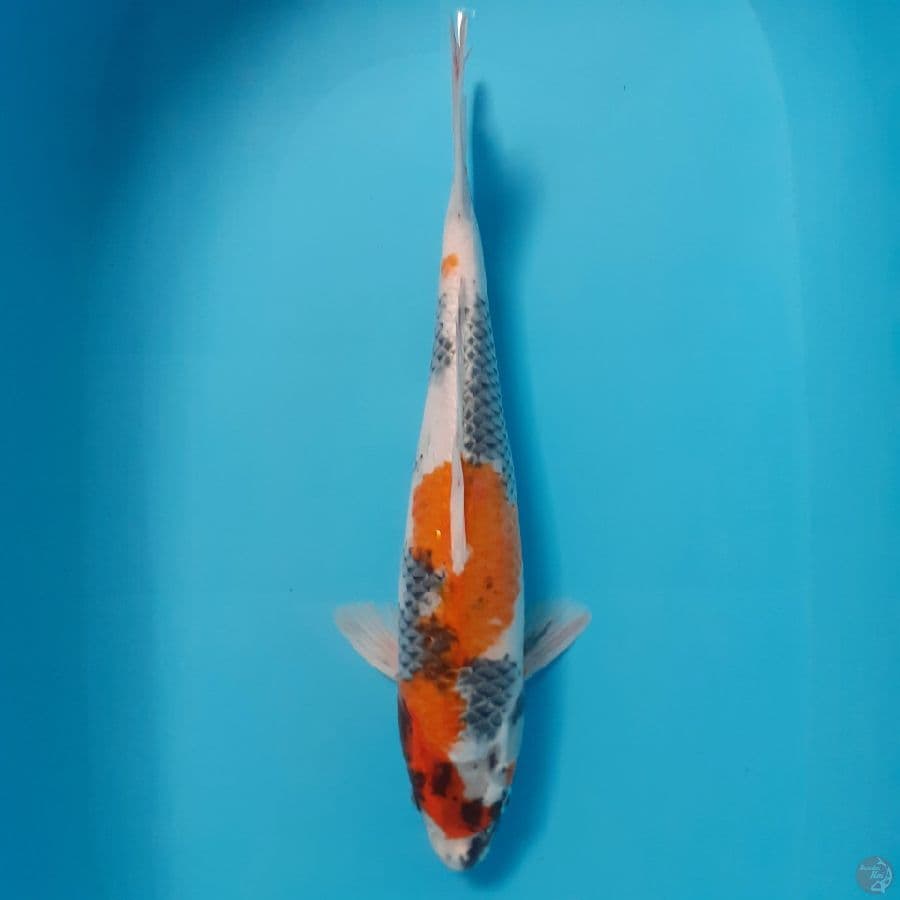 *SHOWA/FM//38 CM*