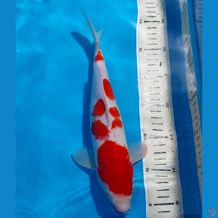 KOHAKU 31 CM