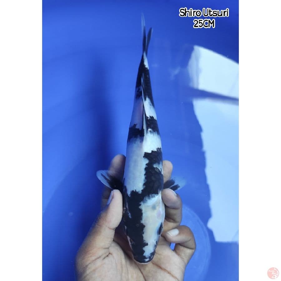 Shiro Utsuri Up To 25CM  ~ Ready Show