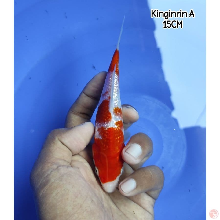 Kinginrin A ~ Up To 15CM