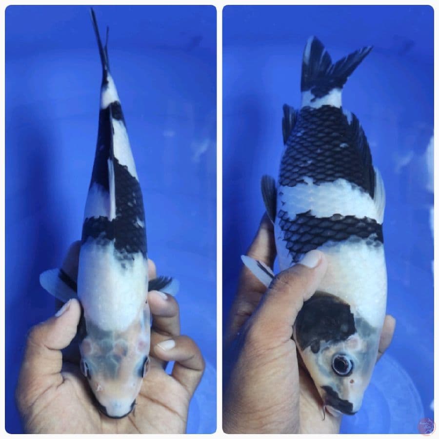 Shiro Utsuri 28CM ~ Up to 30CM