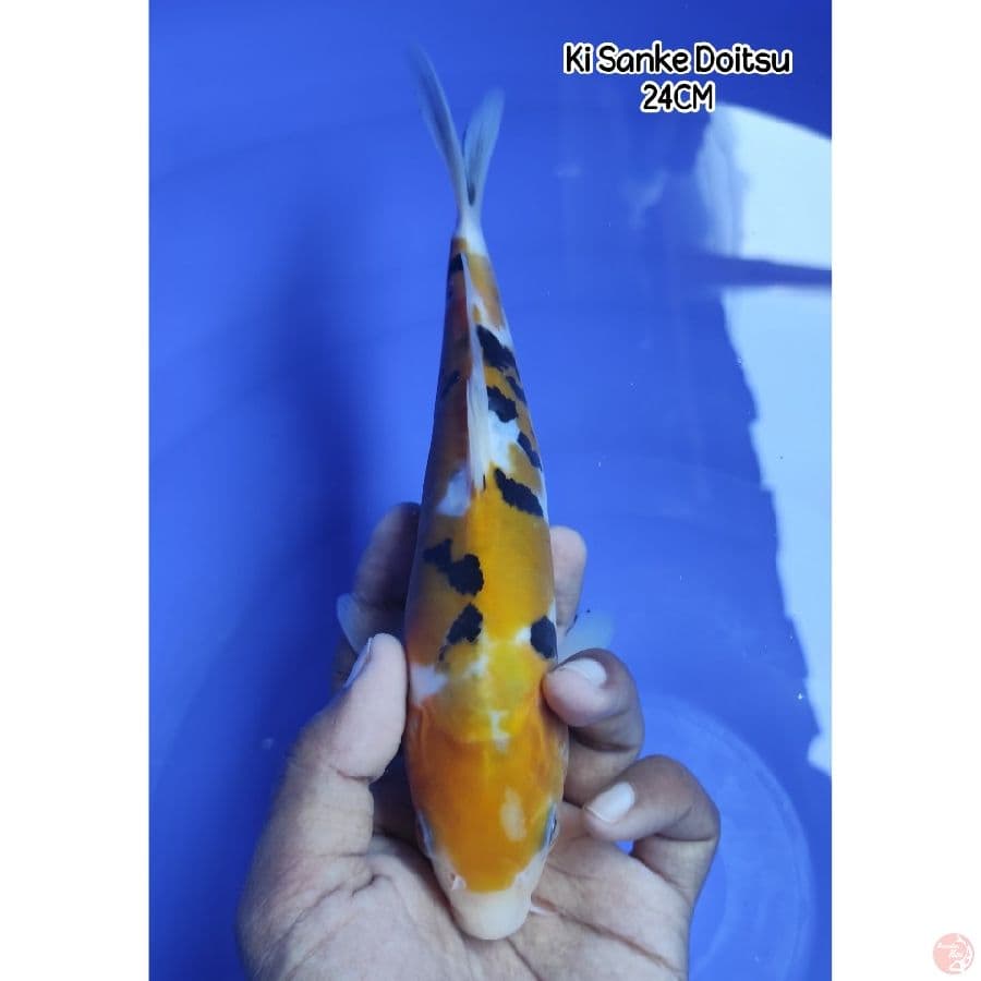 Ki Sanke Murni Doitsu ~ Rare Collection