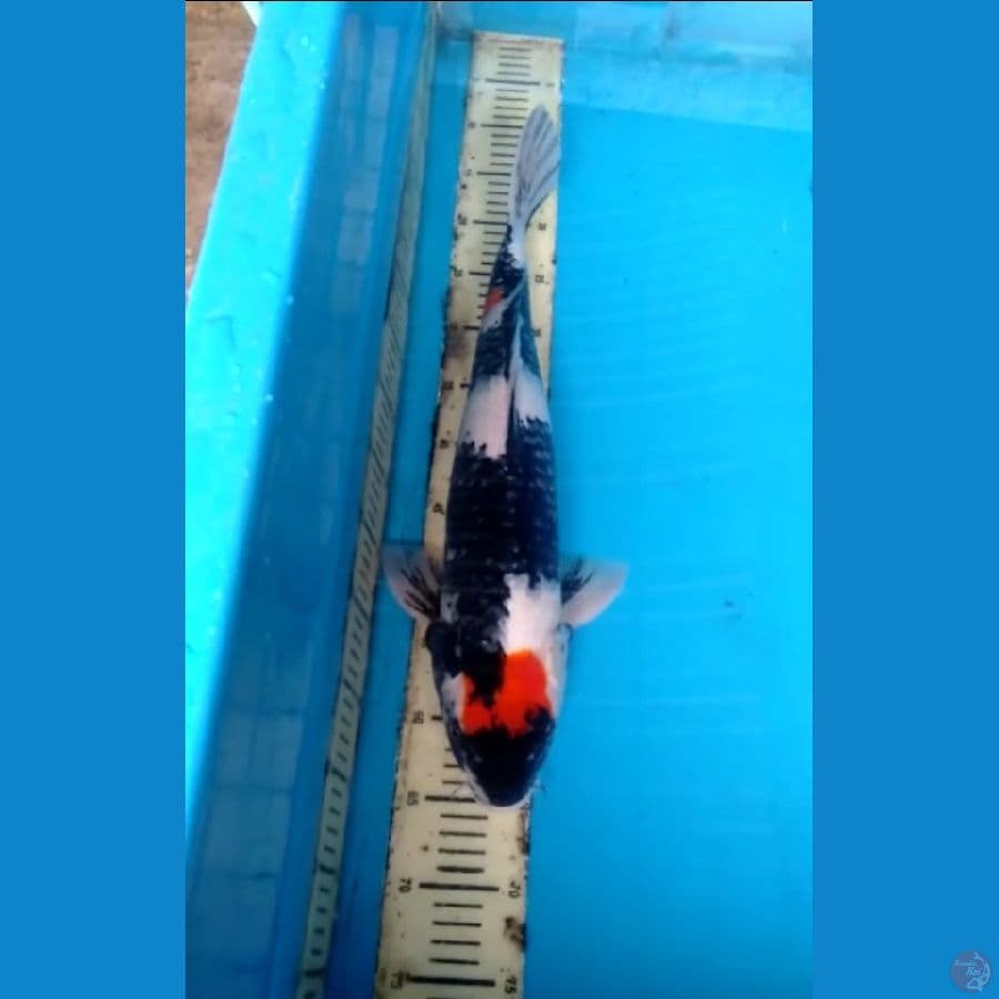 Showa 51cm