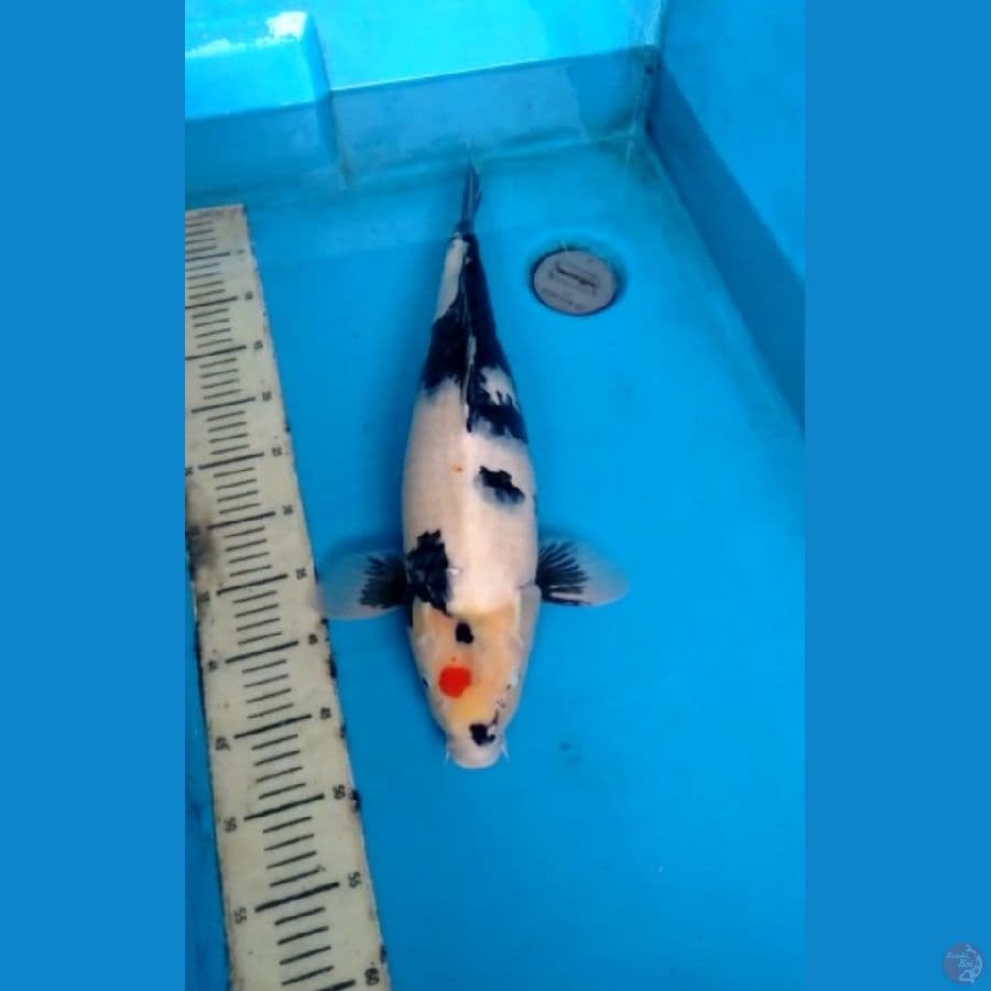 Shiro / showa 51cm