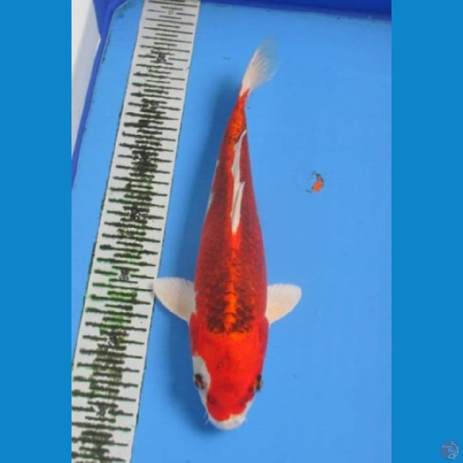KUJAKU 31 CM