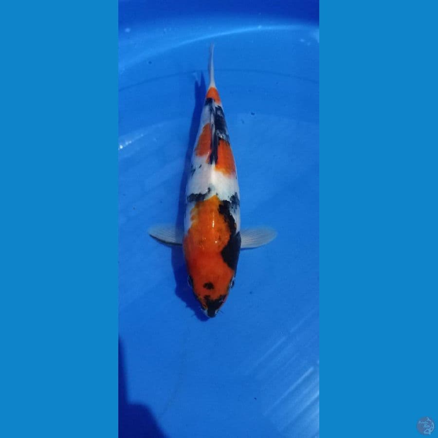 showa 