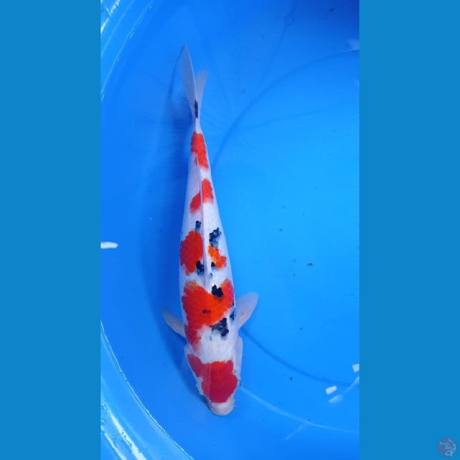~ MARUTEN SANKE 41cm~