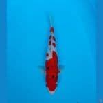 Sanke Male 32 cm merah strong