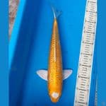 Tanco antik 40 cm male