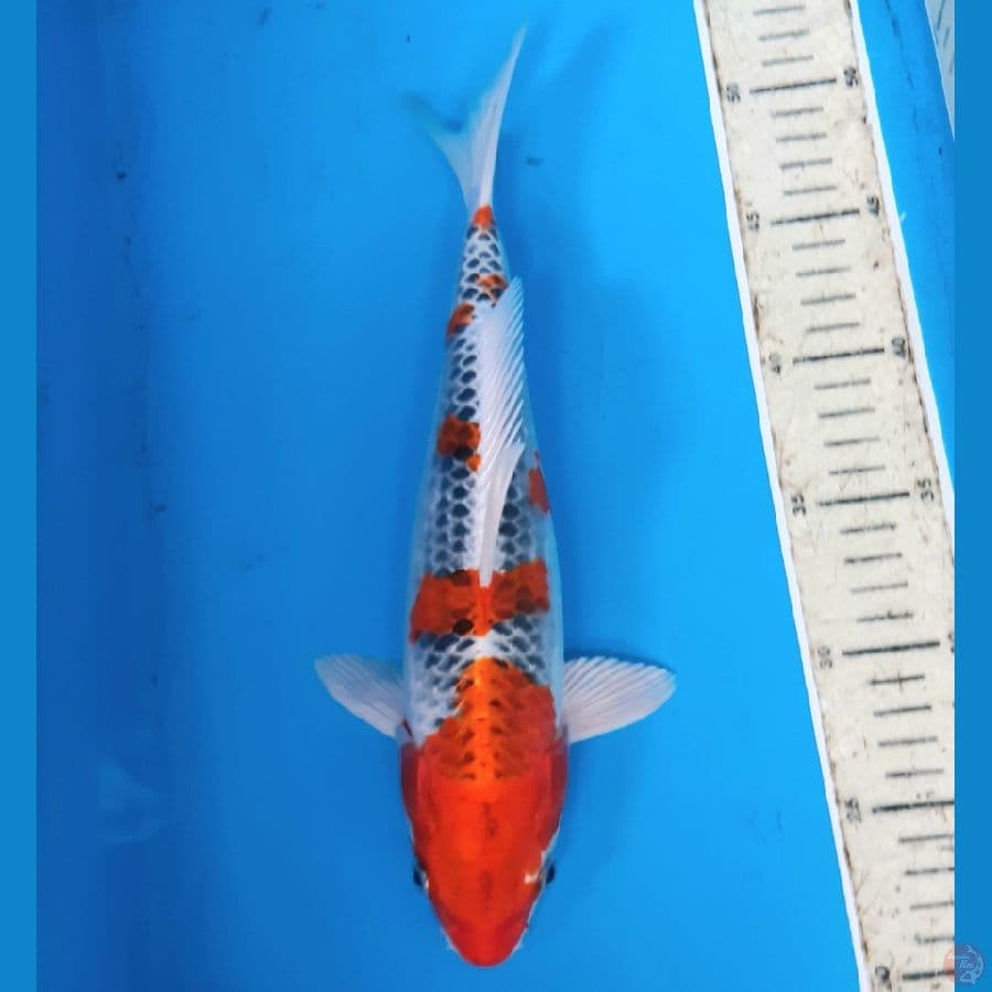 Red kojaku