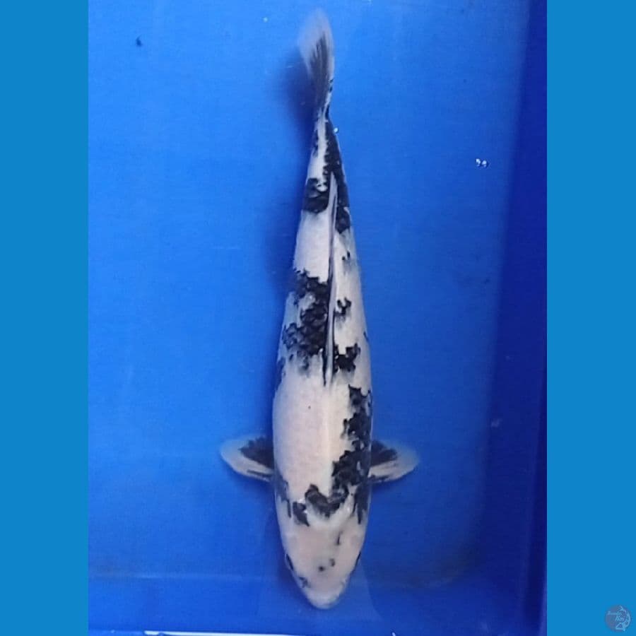 siro 44 cm fimale