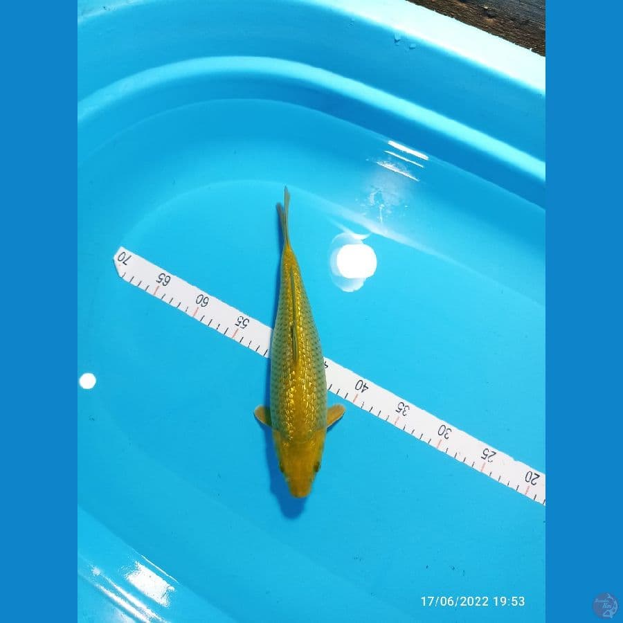 MIDORI GINDRIN 31 CM PUNUk
