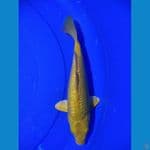 Karashi Ginrin 25 cm