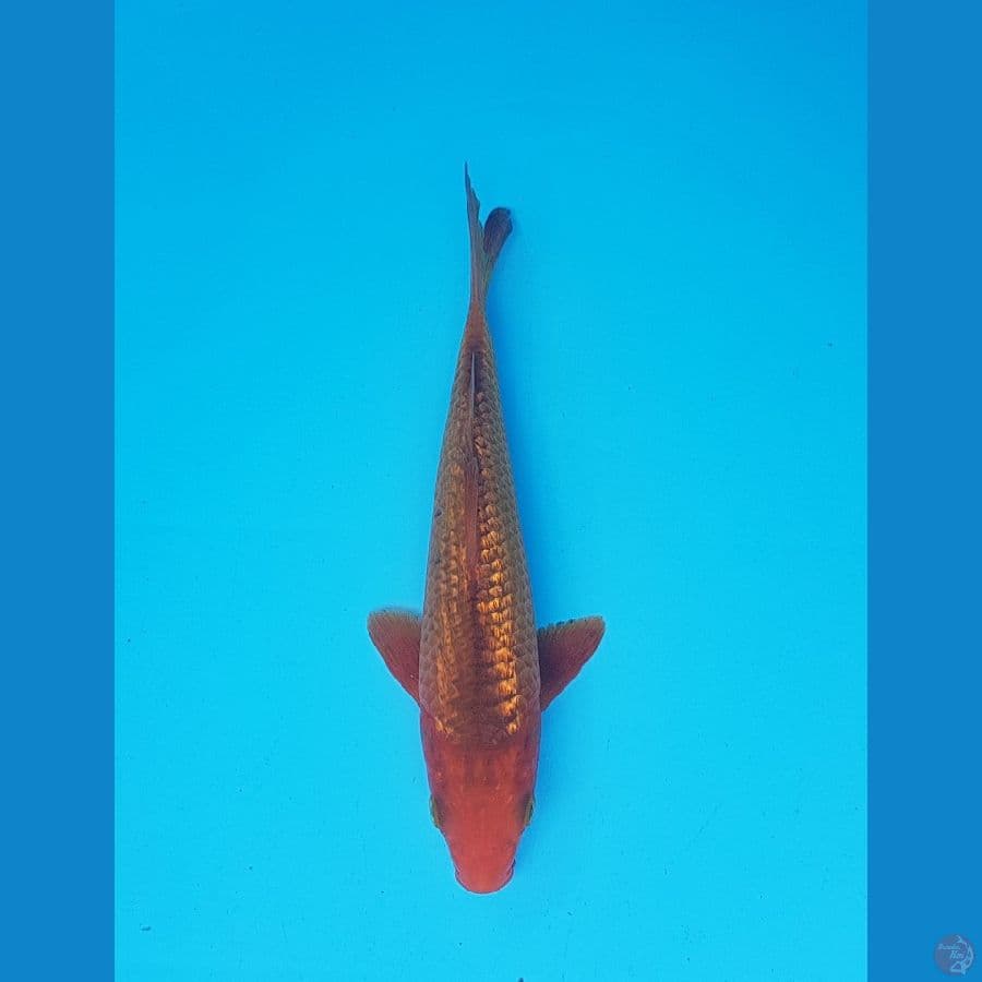 caramel 20cm