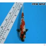 KINDAI SHOWA  23CM/MALE