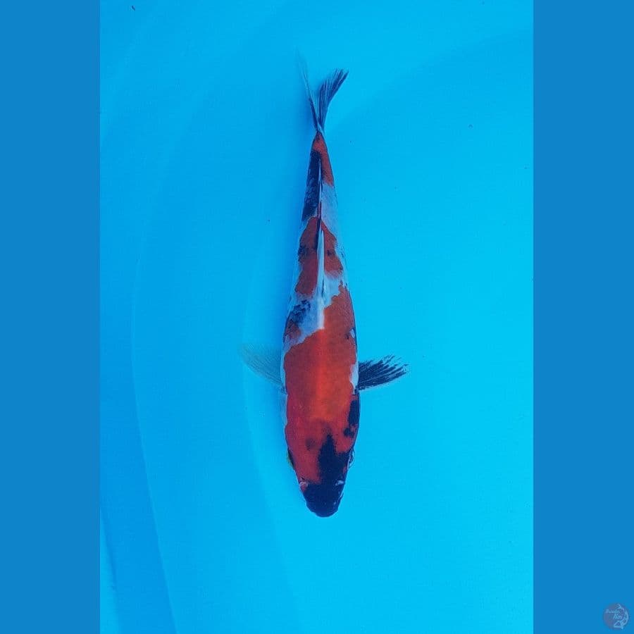 showa 20cm