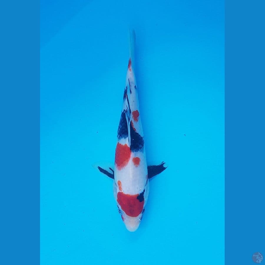 showa maruten 21cm