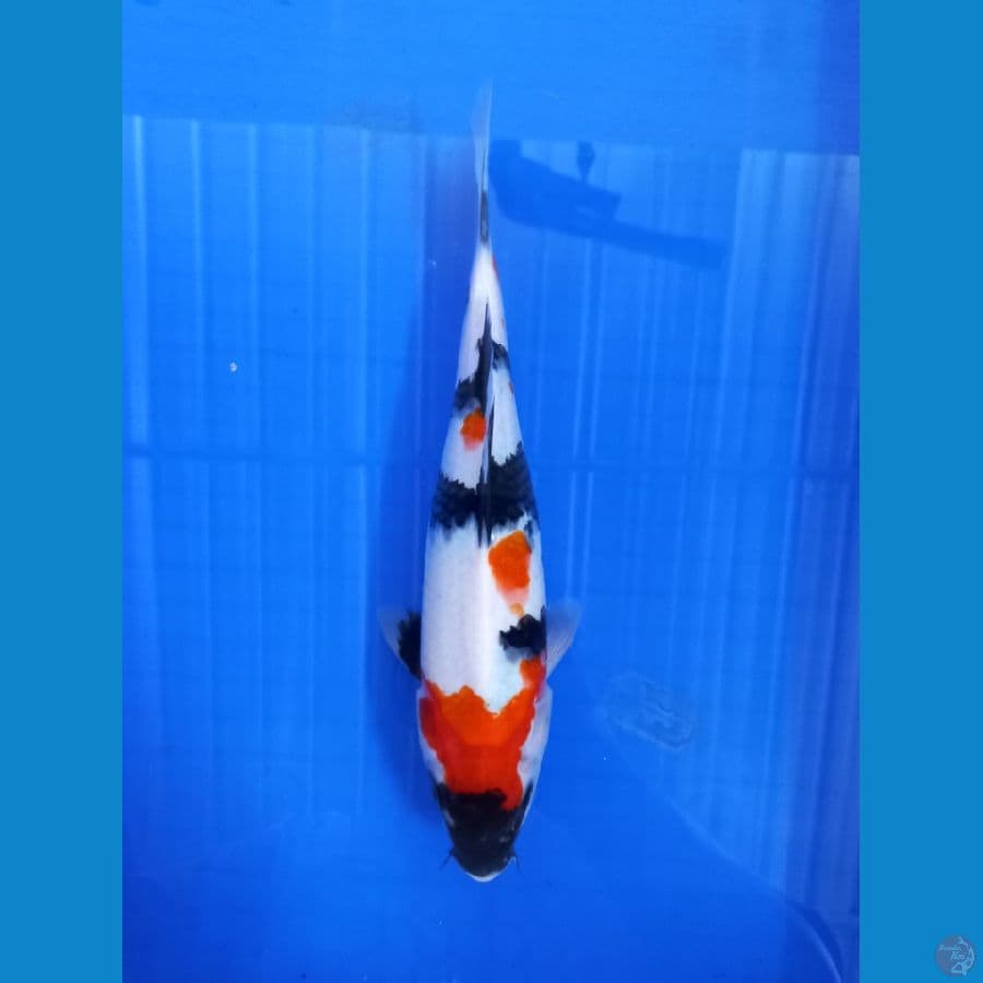 showa 31cm #F