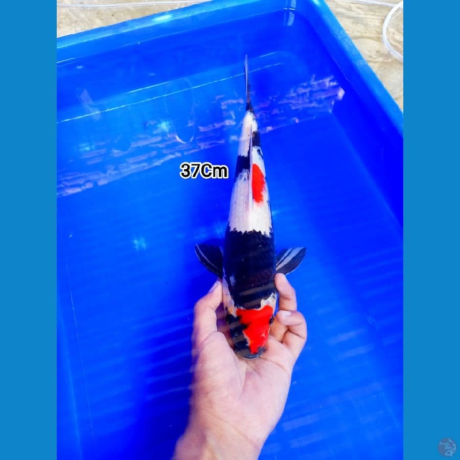 Showa 37Cm Male