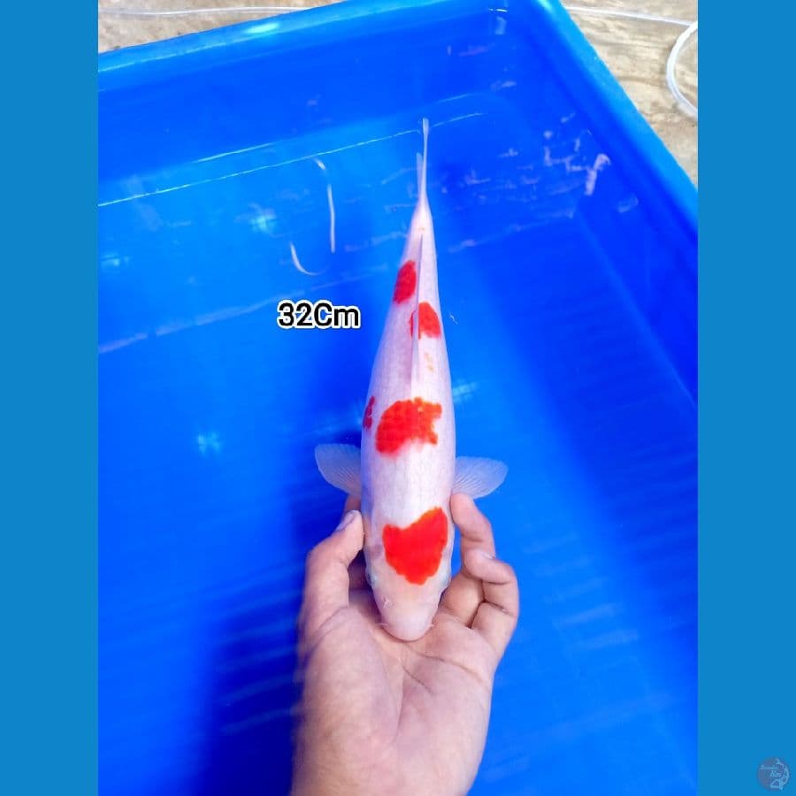 Kohaku M32 Cm