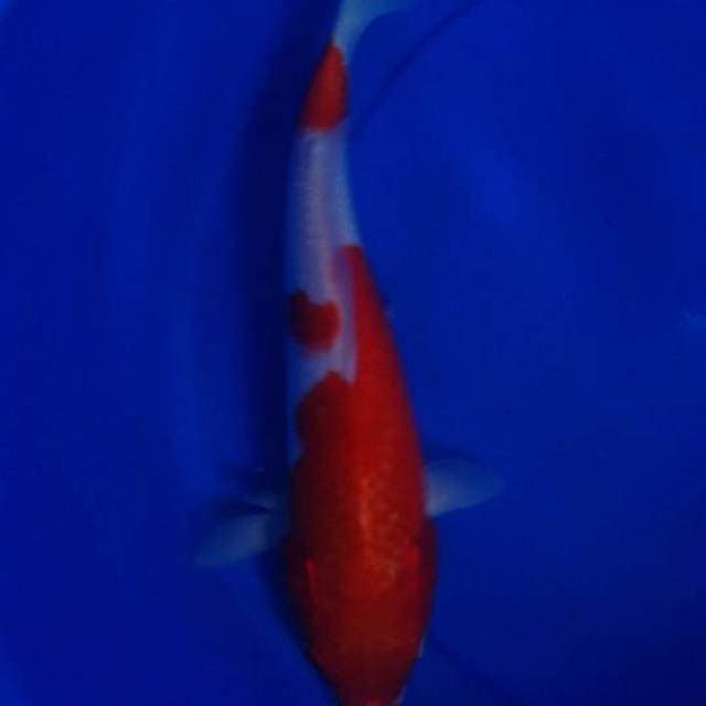 KOHAKU, panjang 30 cm