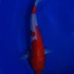 KOHAKU, panjang 30 cm