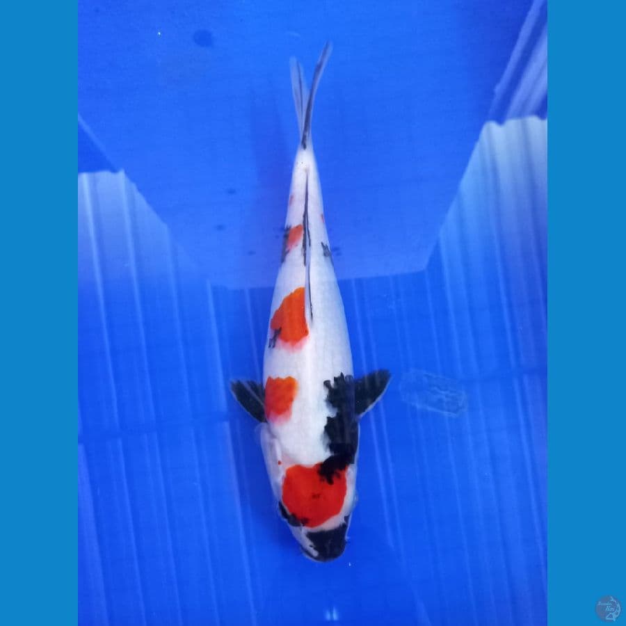 showa 32cm #F