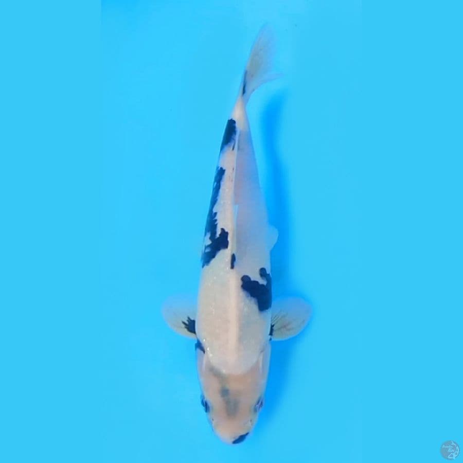SHIRO UTSURI BAHAN 25cm~MALE