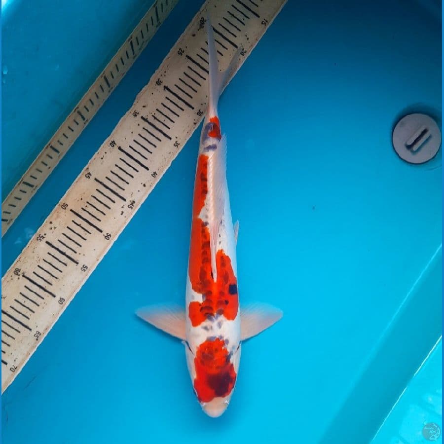 Doitsu Goshiki 48cm/M