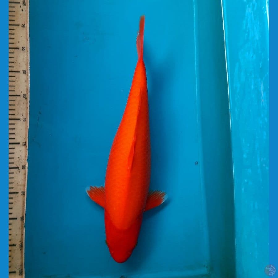 SR Benigoi 47cm/F