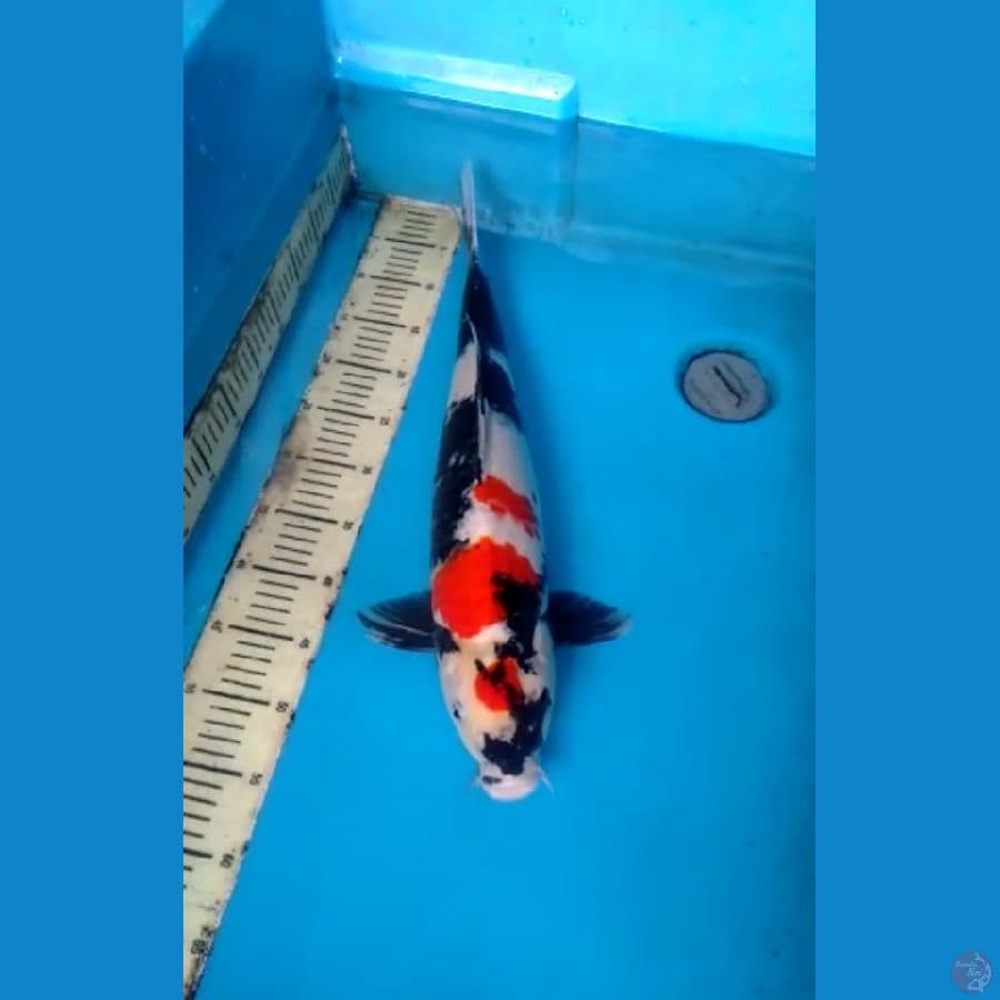 Showa 54cm