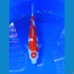 Maruten Kohaku