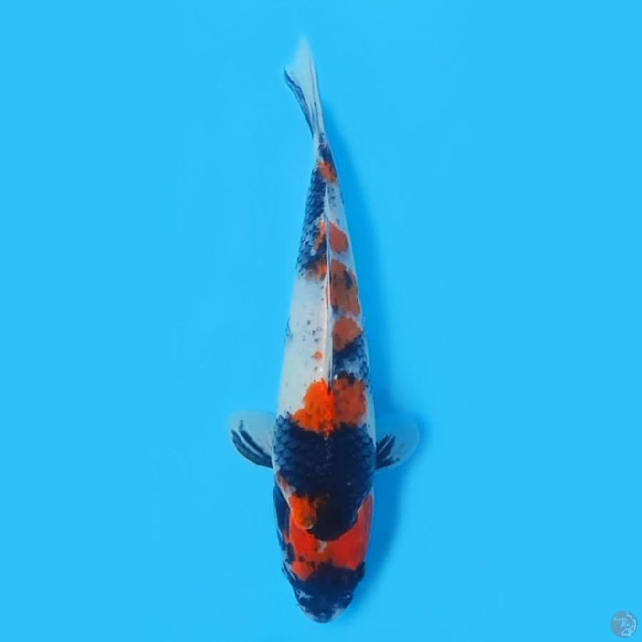 SHOWA 32CM - FEEMALE