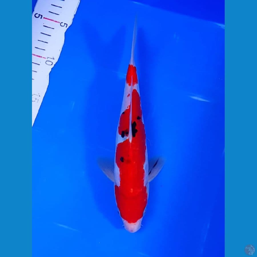 sanke size 24 cm