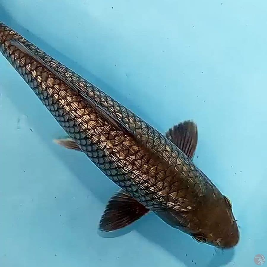 black ginrin 31 cm