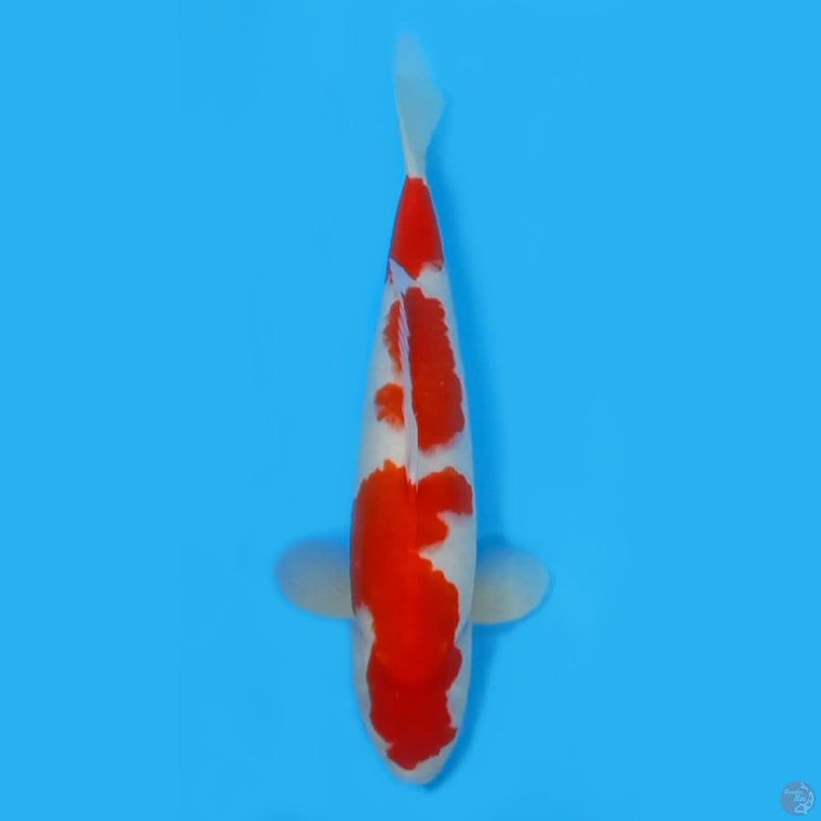 KOHAKU KUALITAS BAGUS 47cm ~FEEMALE