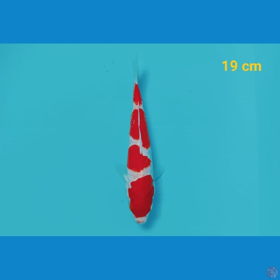 Kohaku 19 cm