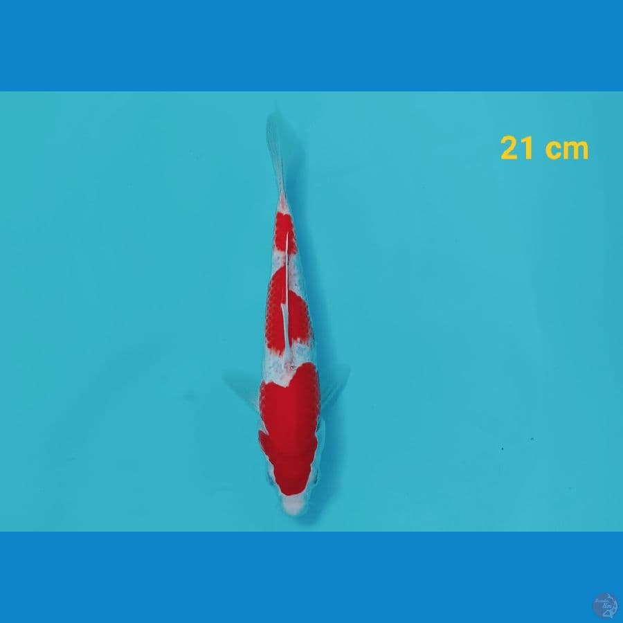 Kohaku 21 cm