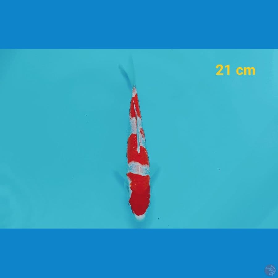 Kohaku 21 cm