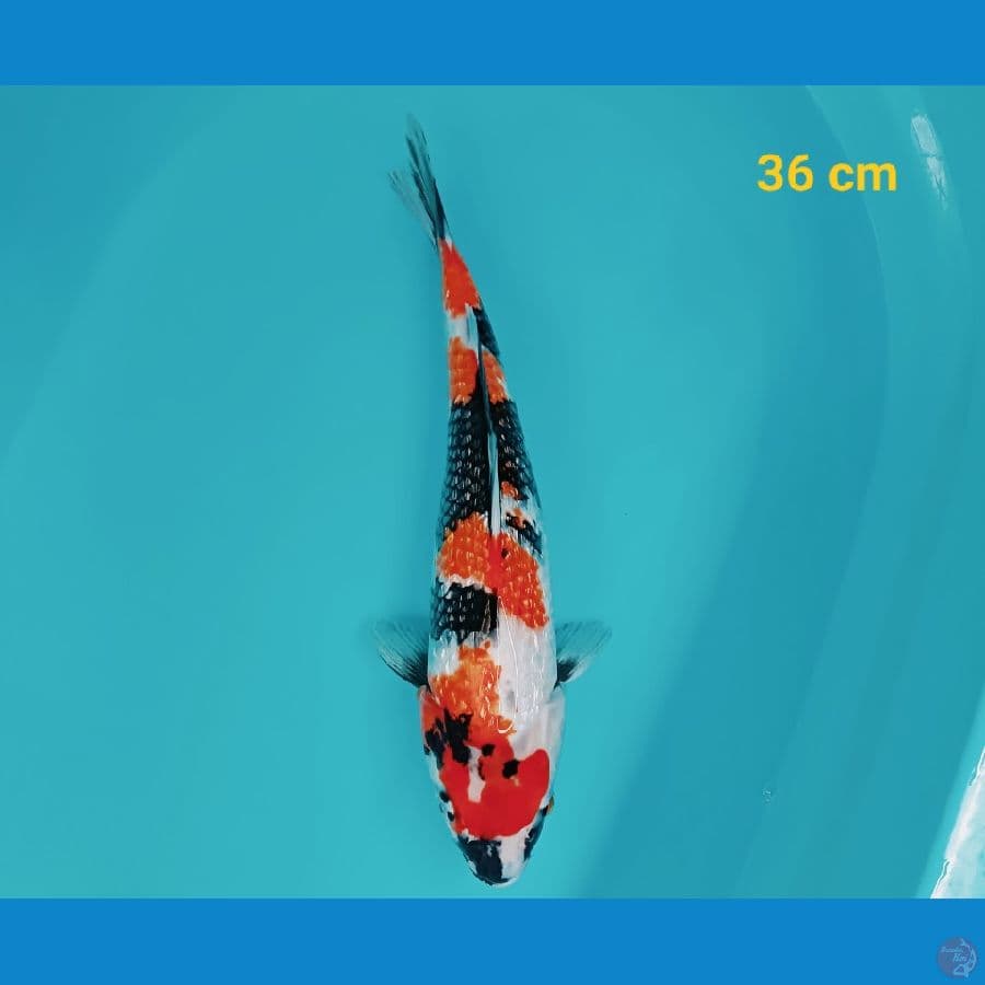 SQ Showa Ginrin 36 cm