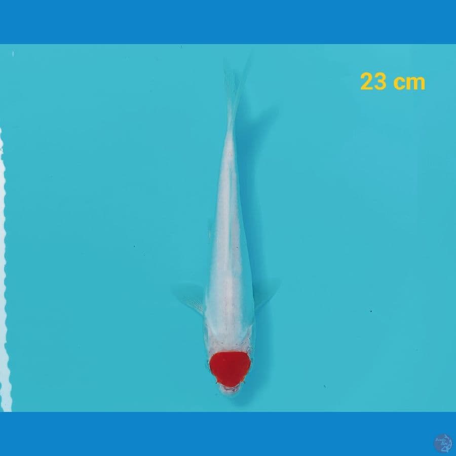 Tancho Kohaku Doit 23 cm