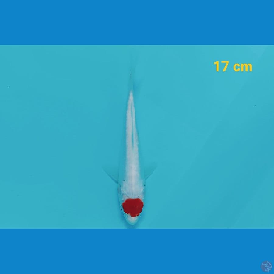 Tancho Kohaku doit 19 cm
