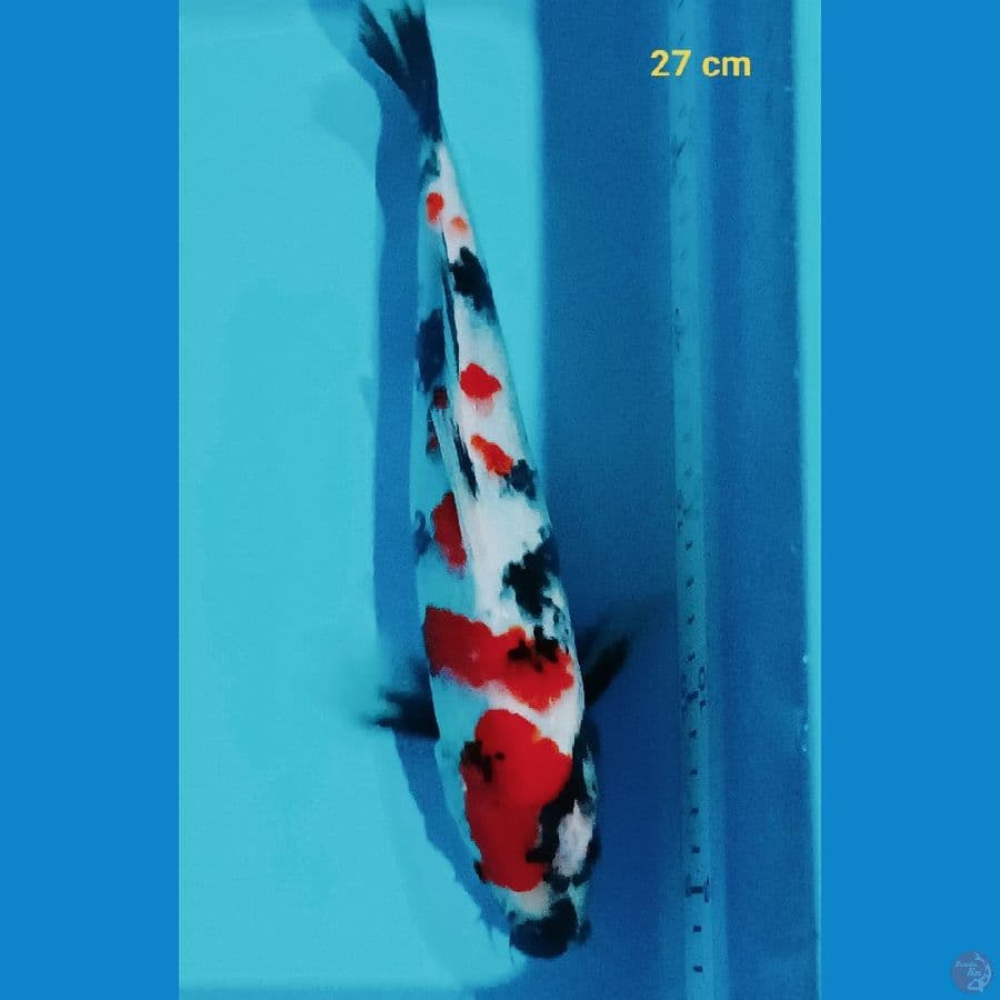 Kindai Showa 27 cm