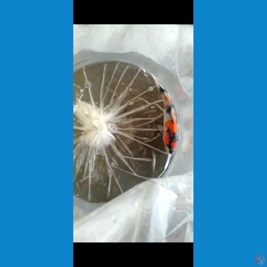 showa SQ 18cm