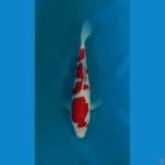 OB Nol Kohaku Istimewa 35bu Super Red