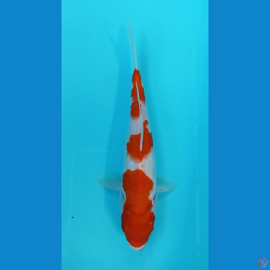 kohaku 23cm