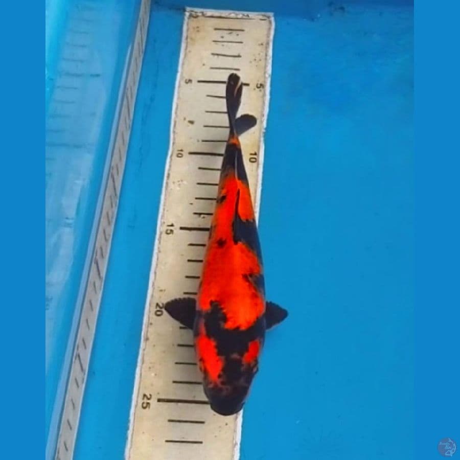 Obral OB Nol Hi Utsuri 20cm Calon Juara