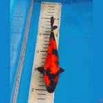 Obral OB Nol Hi Utsuri 20cm Calon Juara