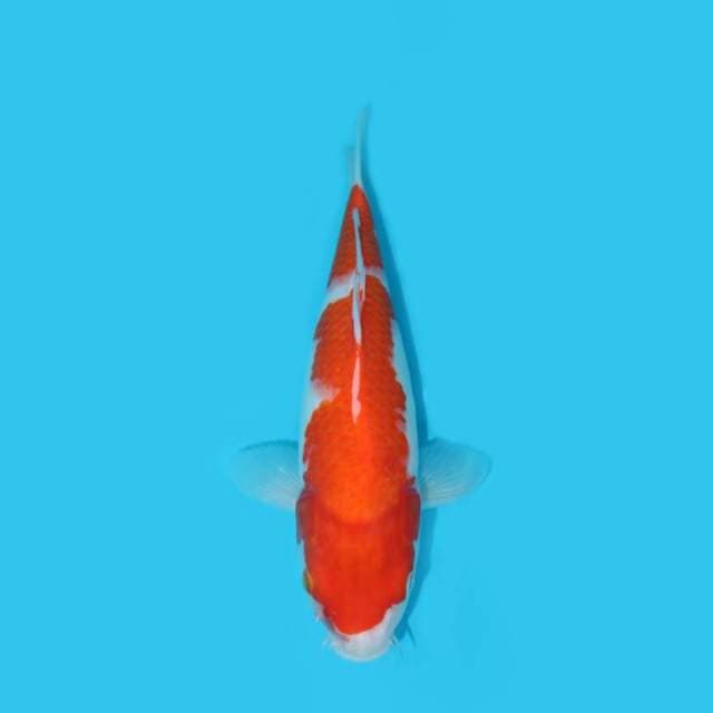 YG_KOHAKU_33 CM